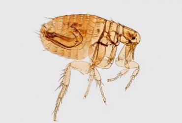 The best flea killer for yard - Reviews and buying guide
