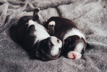 How To Get Rid Of Fleas On Newborn Puppies