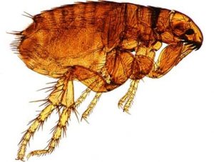microscopic flea