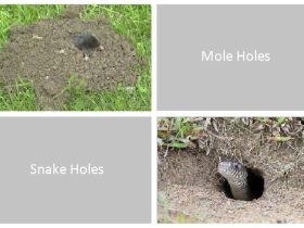 Mole Holes vs Snake Holes: Exploring the Differences and Similarities